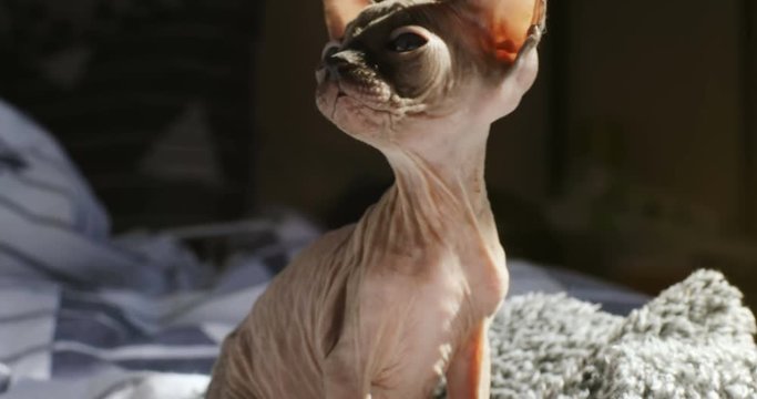 portrait of hairless little cute Canadian Sphinx kitty one month old on sunny bed bright sunlight background closeup view big amazing blue eyes looking camera mammal domestic animal home pet nobody