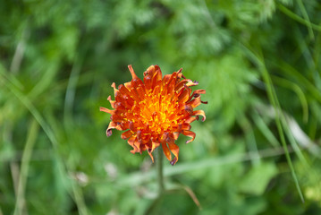 the colors of Spring on the meadows