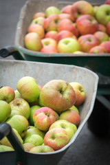 Organic apples freshly picked at the farm