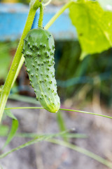 Ripe green cucumber on the bed.
