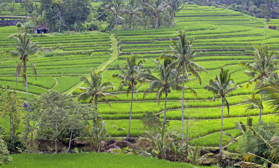 Famous Jatiluwih rice fields in Bali, Indonesia