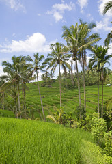 Obraz premium Famous Jatiluwih rice fields in Bali, Indonesia