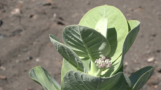 Baumtabak, Mimotabak, Morotabak, wilder Tabak, Nicotiana glauca, Fuerteventura, Bl&auml;tter, 4K