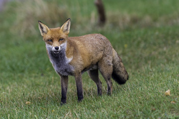 Red fox vixen