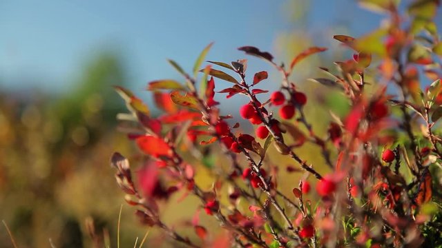 A beautiful bush with red leaves and berries. Steppe plants in Mongolia.