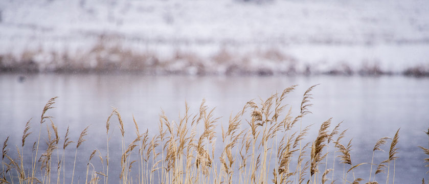 Dry plant near the lake