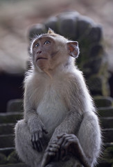 Young macaque in monkey forest, Ubud indonesia
