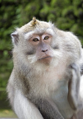 Macaque monkey taken on Bali island