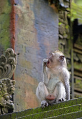 Macaque monkey taken on Bali island