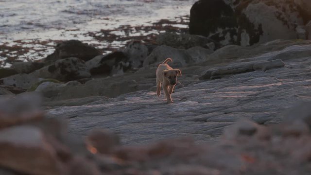 Moroccan beach dogs and puppies in search for food on the rocky beaches of the Moroccan desert.