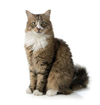 Norwegian forest cat isolated on white background.