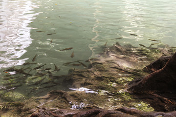 fishes in the water