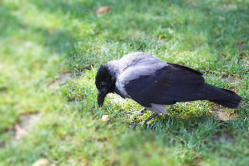 Crow is eating