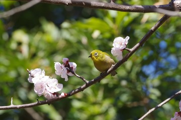 Japanese white-eye and apricot blossoms
