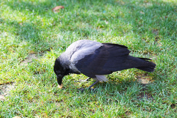 Crow is eating