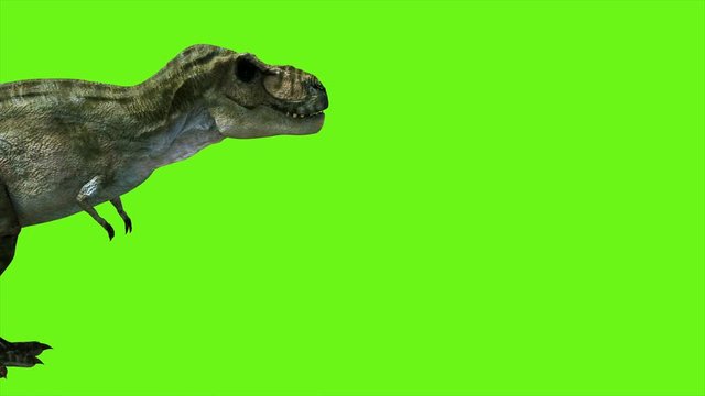 T Rex Tyrannosaur Dinosaur animation on green screen. GI realistic render. 4k.