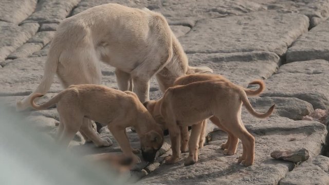 Moroccan beach dogs and puppies in search for food on the rocky beaches of the Moroccan desert.