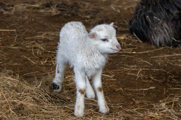 neugeborenes Schaf, L&auml;mmchen