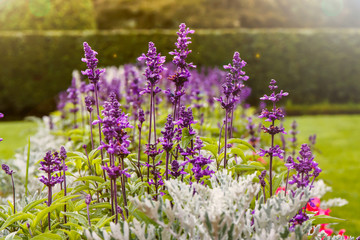 Fototapeta premium Purple sage flowers in the Park in the sun.