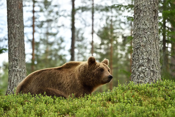 brown bear in a forest landscape