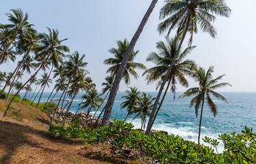 Obraz premium Beautiful scenic view of coastline with palm trees, sri lanka, mirissa