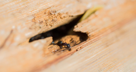 Fototapeta na wymiar An ant with some sugar in a tree trunk