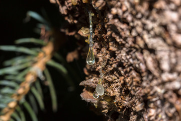 Many drops of resin on a tree trunk