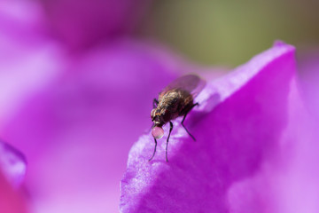 A fly in the garden on a leaf
