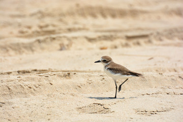 A little bird stands on the sand on Arambol beach in North Goa.India 