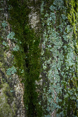 Baumrinde