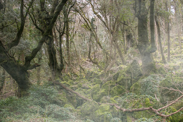 Il misterioso bosco del Sasseto o di Biancaneve in Lazio con la nebbia