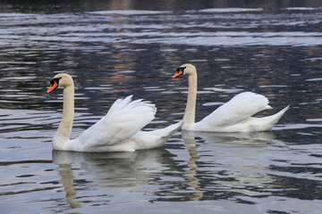 cigni nel lago di Como