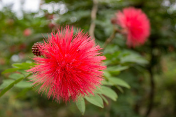 オオベニゴウカン