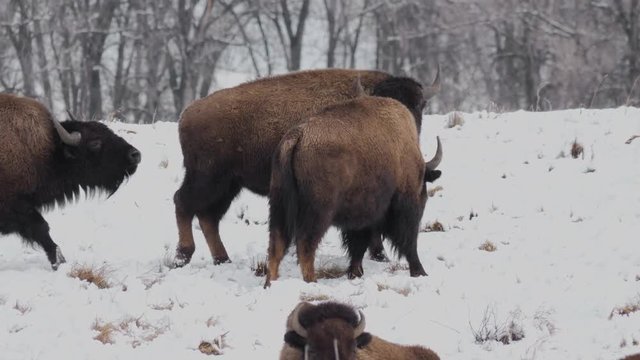 American Bison Mating