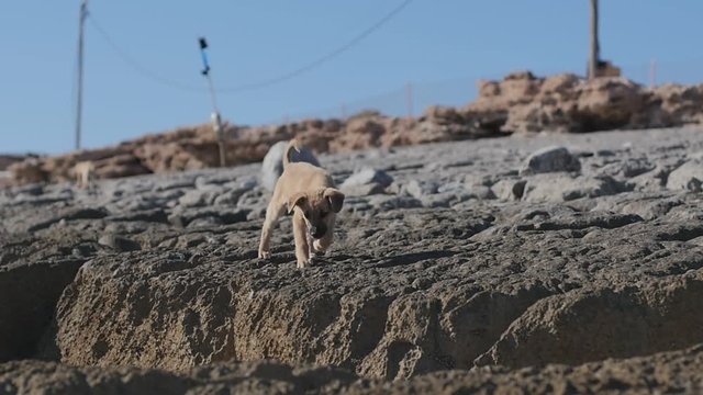 Moroccan beach dogs and puppies in search for food on the rocky beaches of the Moroccan desert.
