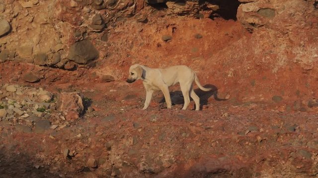 Moroccan beach dogs and puppies in search for food on the rocky beaches of the Moroccan desert.