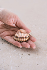 The sea shell in the palm of the woman