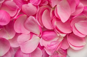 Obraz premium Beautiful delicate pink rose petals, many rose petals closeup. Beautiful background for greeting cards, wedding invitation, gift
