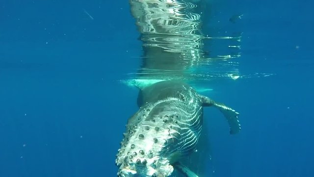 Incroyable baleineau &agrave; bosse joueur &agrave; l'&icirc;le de la R&eacute;union