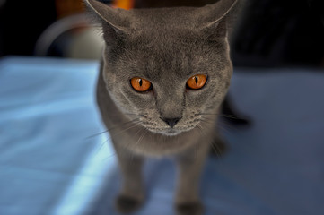 Gray cat