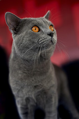 Gray cat looking away