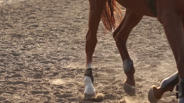 Close-up view on the hooves of the two horse which is slow going through the dusty field at sunset. Slow motion.