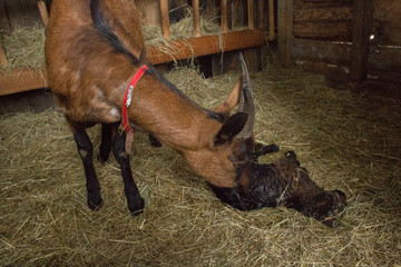 Chevreau venant de na&icirc;tre avec sa m&egrave;re 
