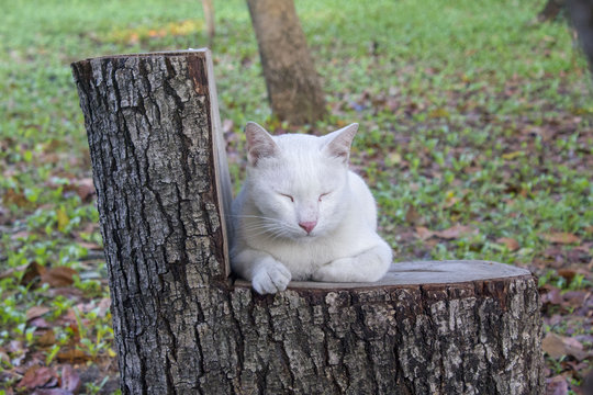sleeping cat on timber