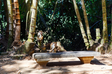 scenic view of wild monkey sitting on bench under trees, sri lanka, kandy