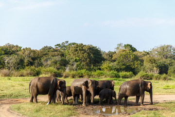 scenic view of wild elephants in natural habitat, Asia, sri lanka, minneriya