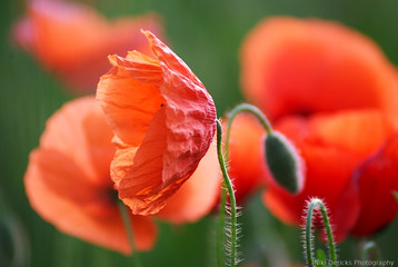 Beautiful poppy field at sunrise in spring