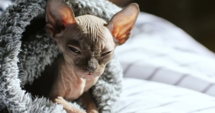 peaceful calm beautiful canadian sphinx kitten falling asleep on bed wrapped in blanket cosy home interior close-up portrait amazing blue eyes slow motion sunshine background sleepy muzzle