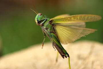 Green large Locusts flying with wide open wings, side view, soft blurry bokeh background
