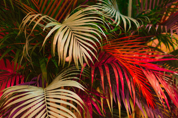 leaves of phonix roebelenii dwarf date palm in color, selective focus 